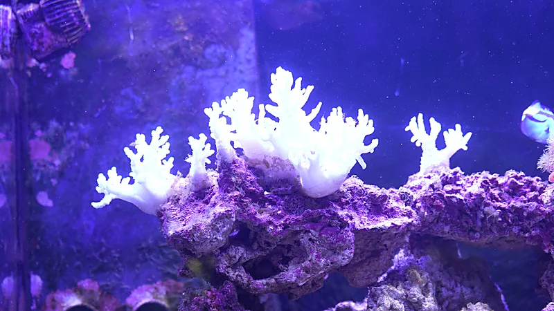 Corail mou blanc sur roche vivante