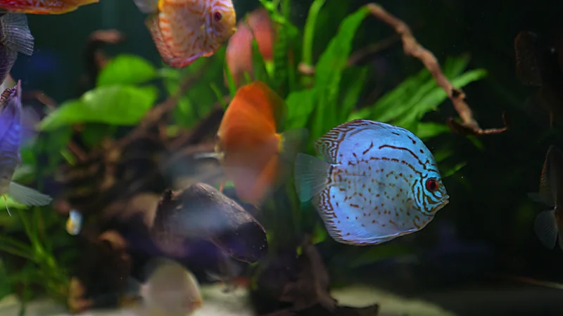 Discus et tétras dans un bac amazonien