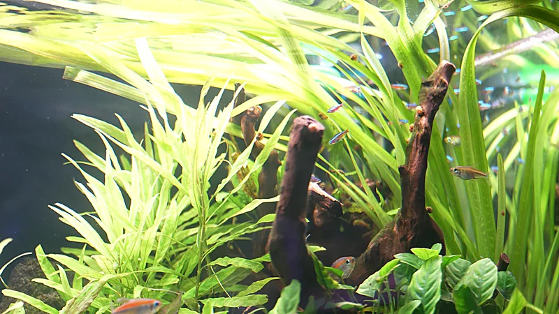 Bac planté asiatique, bancs de rasboras entre bois flotté et herbes