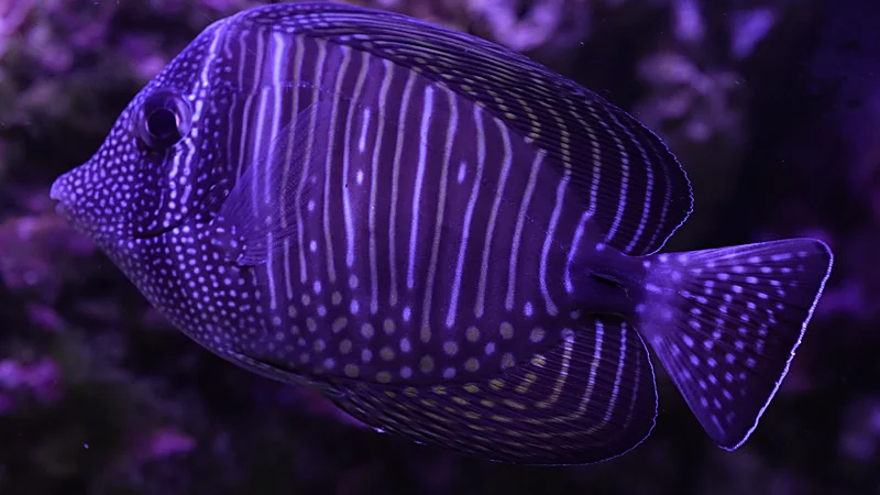 Poisson-chirurgien voilier sous lumière bleue