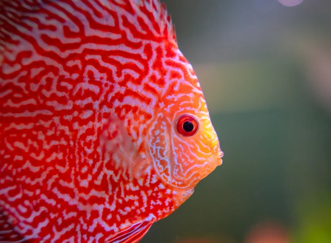 Discus rouge en gros plan