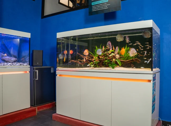 Deux aquariums installés devant le mur bleu du showroom