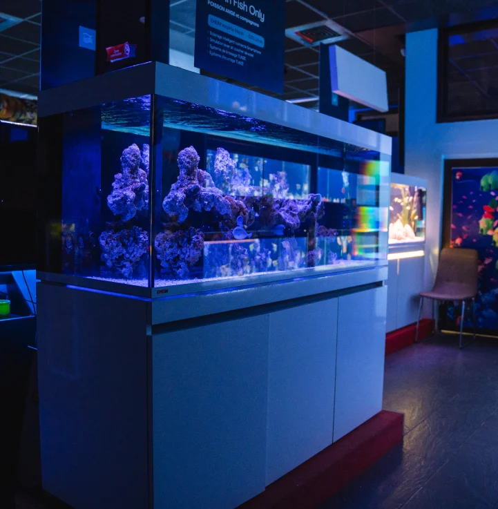 Bac récifal éclairé en bleu au showroom