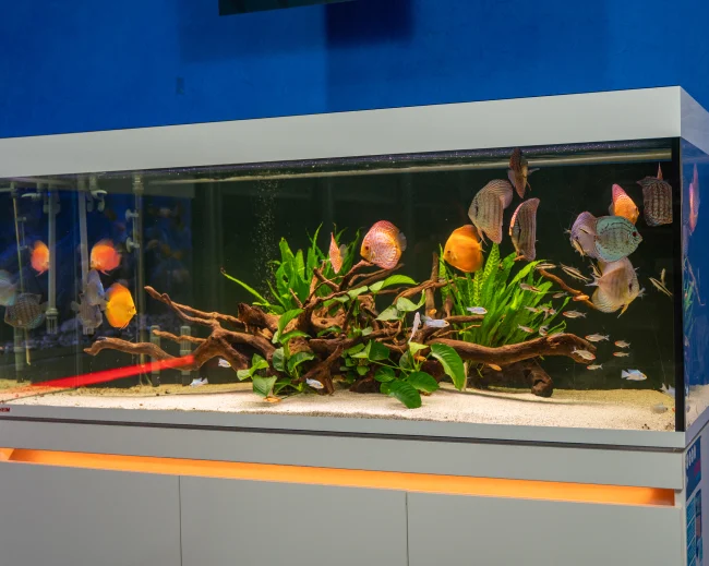 Aquarium amazonien sur meuble blanc au showroom